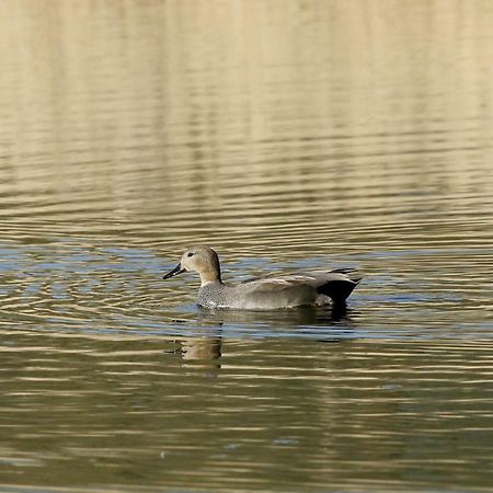 Gite De L'Etang Belval-en-Argonne Bagian luar foto